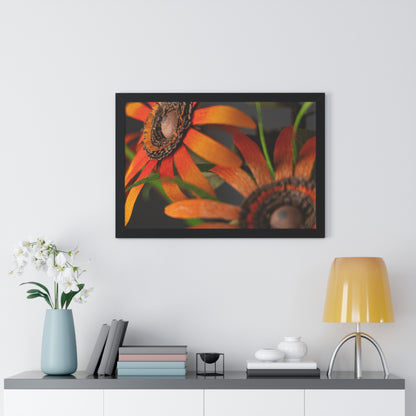 Poster Print - Mango Orange Black-Eyed Susans