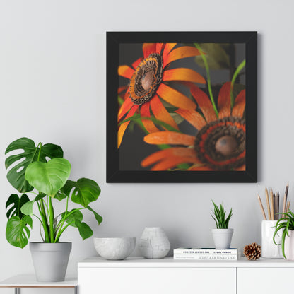 Poster Print - Mango Orange Black-Eyed Susans