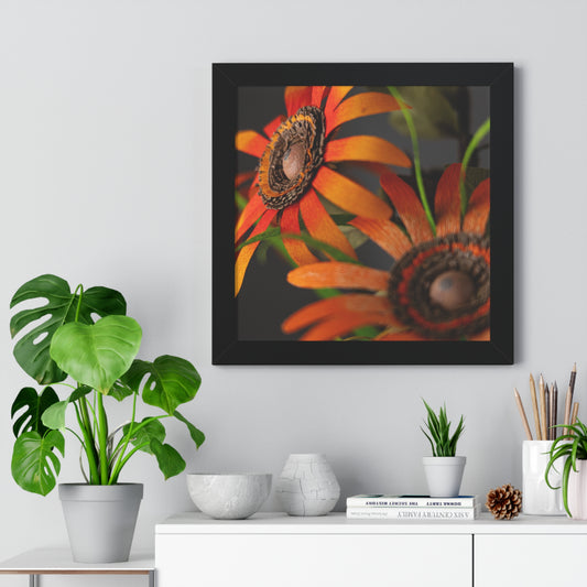 Poster Print - Mango Orange Black-Eyed Susans