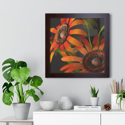 Poster Print - Mango Orange Black-Eyed Susans