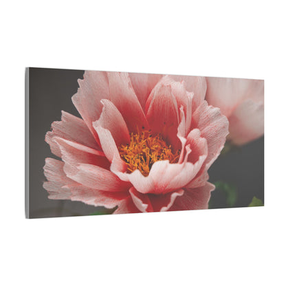 Canvas Print - Vibrant Pink Peonies