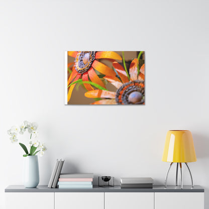 Canvas Stretched, Wall Art Orange Black Eyed Susan's Design