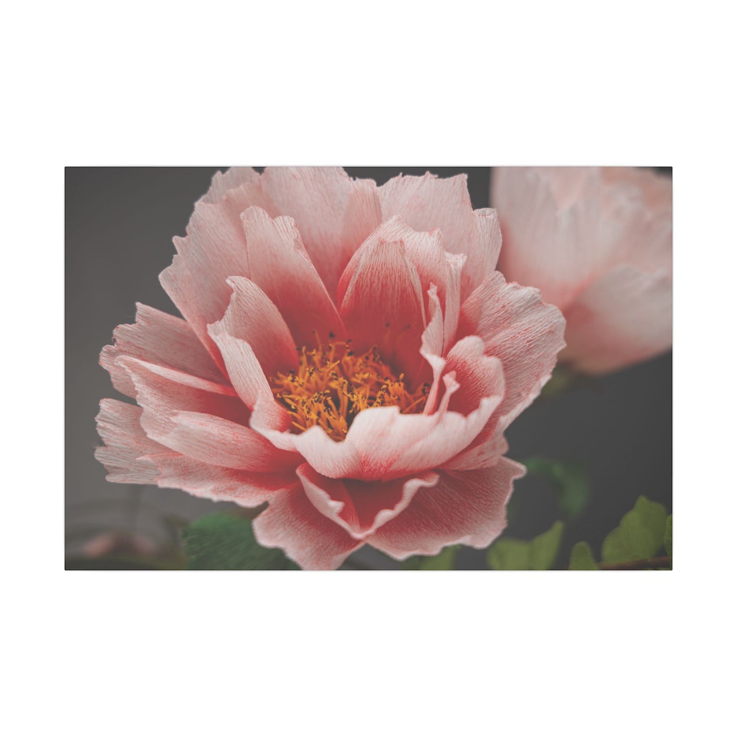 Canvas Print - Vibrant Pink Peonies