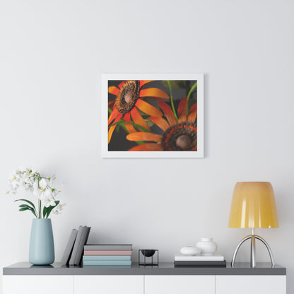 Poster Print - Mango Orange Black-Eyed Susans