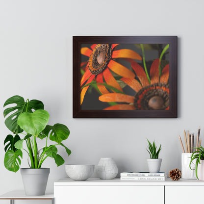 Poster Print - Mango Orange Black-Eyed Susans