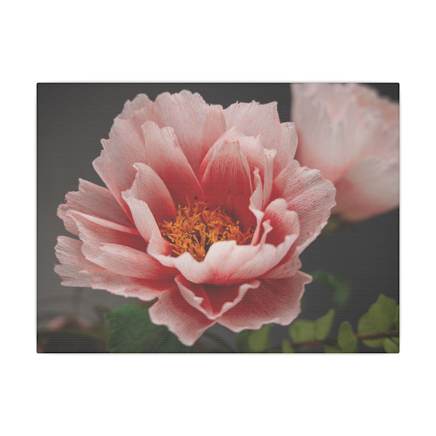 Canvas Print - Vibrant Pink Peonies