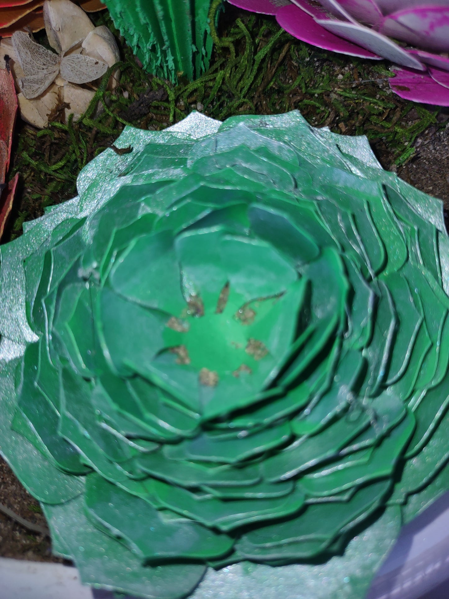 Bowl of succulent colors